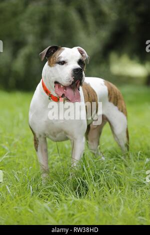 Amerikanische Bulldogge Stockfoto