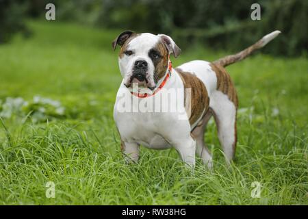 Amerikanische Bulldogge Stockfoto