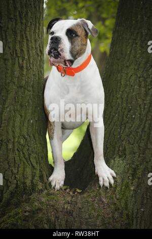 Amerikanische Bulldogge Stockfoto