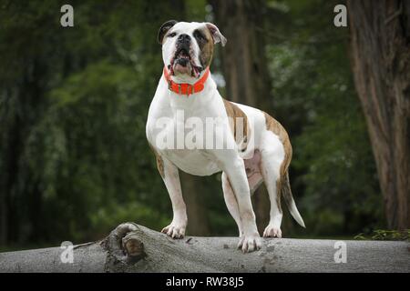 Amerikanische Bulldogge Stockfoto