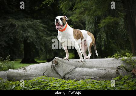 Amerikanische Bulldogge Stockfoto