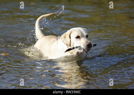 Labrador Retriever spielen Stockfoto