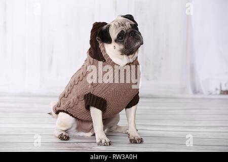 Mops sitzend Stockfoto