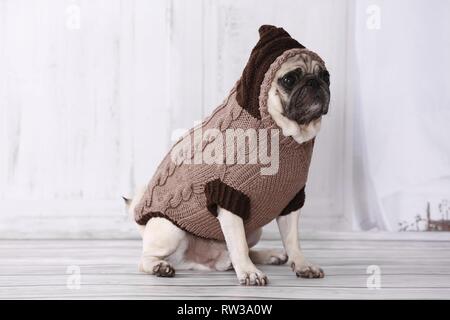 Mops sitzend Stockfoto