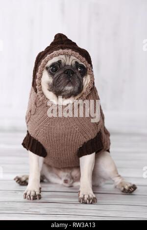 Mops sitzend Stockfoto