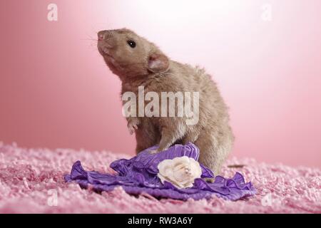 Dumbo rex Ratte Stockfoto