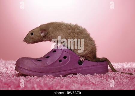 Dumbo rex Ratte Stockfoto