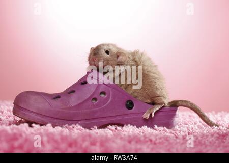 Dumbo rex Ratte Stockfoto