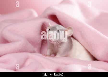 Dumbo Ratte Stockfoto