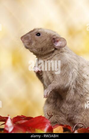 Dumbo rex Ratte Stockfoto