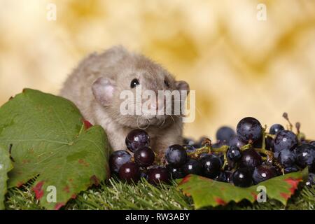 Dumbo rex Ratte Stockfoto
