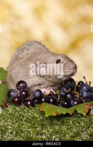 Dumbo rex Ratte Stockfoto