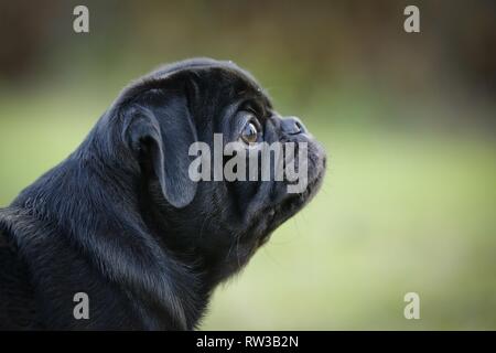 junger Mops Stockfoto