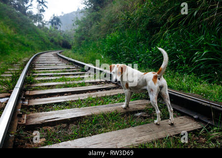 Happy Travel hund Aufenthalt auf Schienen. Abenteuer Reise Stockfoto