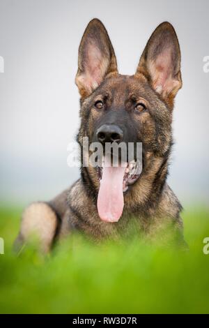 Deutscher Schäferhund liegt im Gras Stockfoto