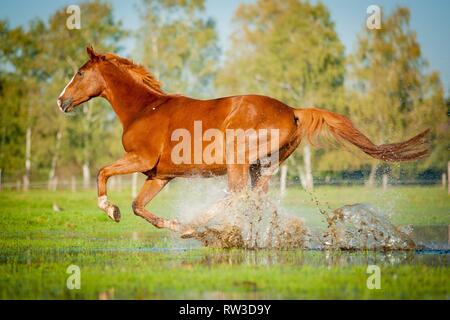 im Galopp Warmblut Stockfoto