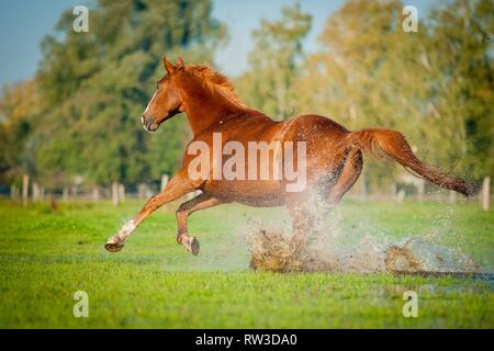 im Galopp Warmblut Stockfoto