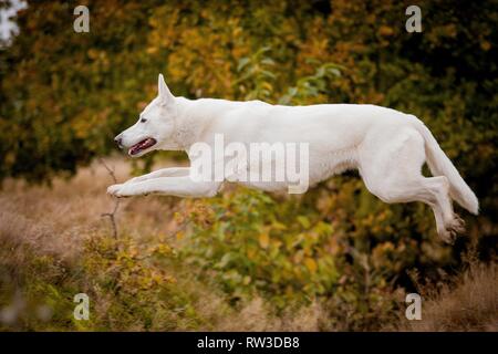 Springen Weisser Schweizer Schäferhund Stockfoto