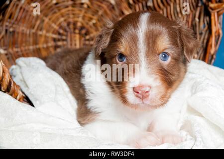 Junge Australian Shepherd Welpen Stockfoto