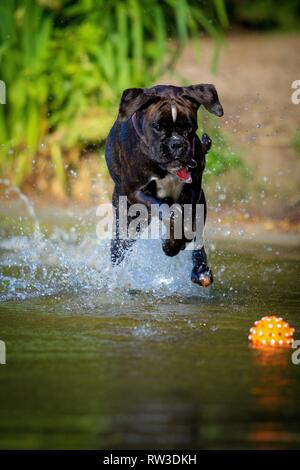 Deutscher Boxer läuft Stockfoto