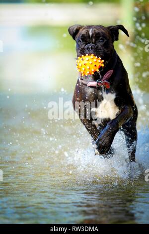 Deutscher Boxer läuft Stockfoto