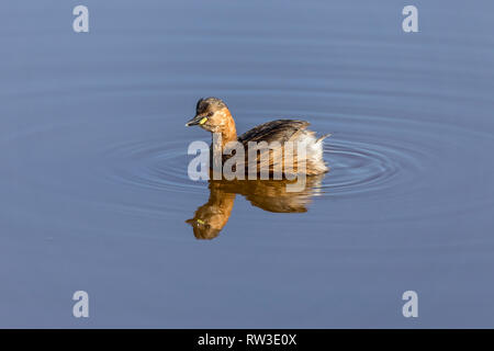 Zwergtaucher in Llobregat Delta, Katalonien, Spanien Stockfoto