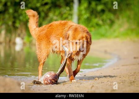 Nova Scotia Duck Tolling Retriever Stockfoto