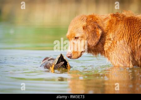 Nova Scotia Duck Tolling Retriever Stockfoto