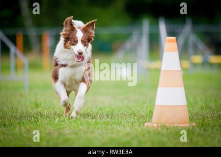 Miniatur Australian Shepherd an Agilität Stockfoto