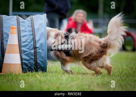 Agility-Tunnel Stockfoto