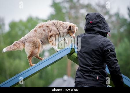 Miniatur Australian Shepherd an Agilität Stockfoto