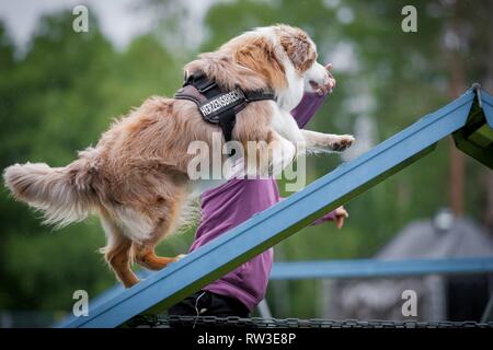 Miniatur Australian Shepherd an Agilität Stockfoto