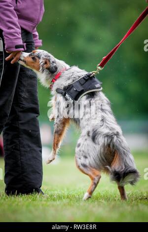 Miniatur Australian Shepherd an Agilität Stockfoto