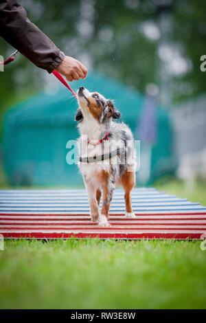 Miniatur Australian Shepherd an Agilität Stockfoto