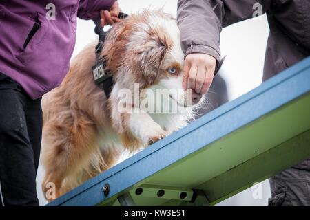 Miniatur Australian Shepherd an Agilität Stockfoto