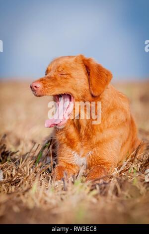 Nova Scotia Duck Tolling Retriever liegend Stockfoto