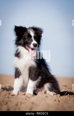 Sitzung Border Collie Welpen Stockfoto