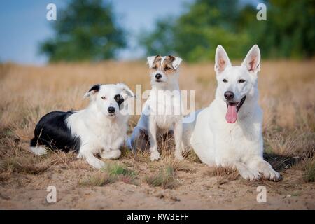 Hunde liegen auf Wiese Stockfoto