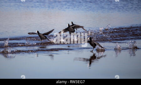 Gruppe der gemeinsamen Blässhuhn in Llobregat Delta, Katalonien, Spanien Stockfoto