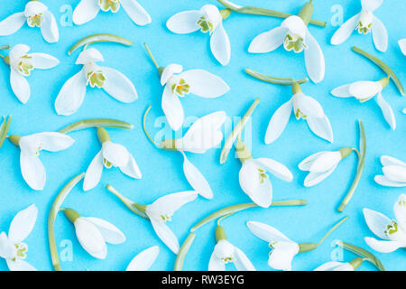 Weißen Schneeglöckchen auf blauem Hintergrund Stockfoto