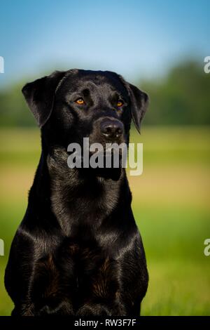 Labrador Retriever Porträt Stockfoto