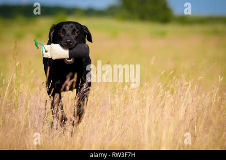 Labrador Retriever laufen Stockfoto