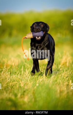 Labrador Retriever laufen Stockfoto