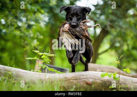 Labrador Retriever springen Stockfoto