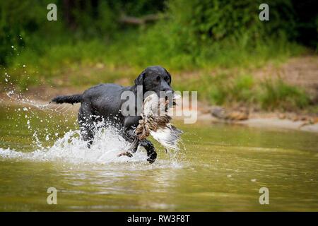 Labrador Retriever auf Entenjagd Stockfoto