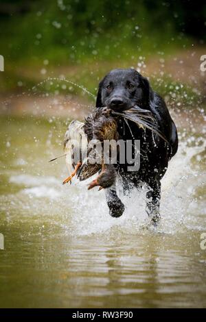 Labrador Retriever auf Entenjagd Stockfoto