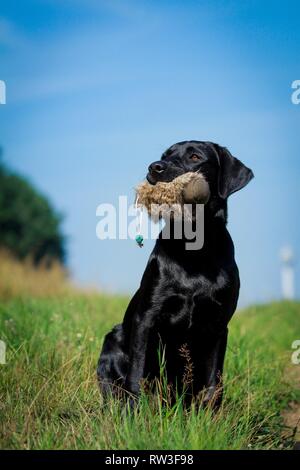 Labrador Retriever sitzend Stockfoto