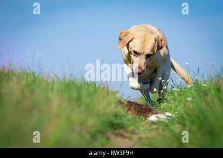 Labrador Retriever springen Stockfoto