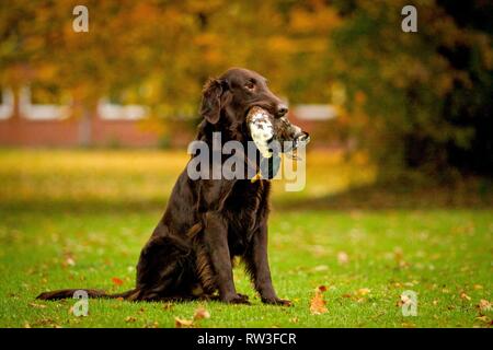 Flat Coated Retriever auf Entenjagd Stockfoto