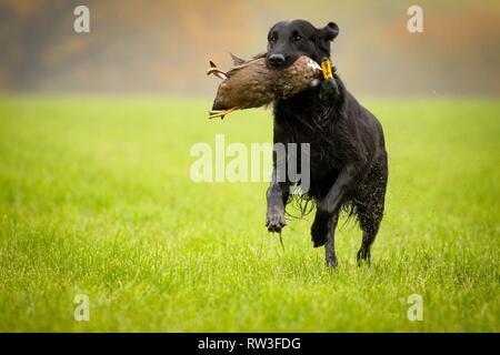 Flat Coated Retriever auf Entenjagd Stockfoto